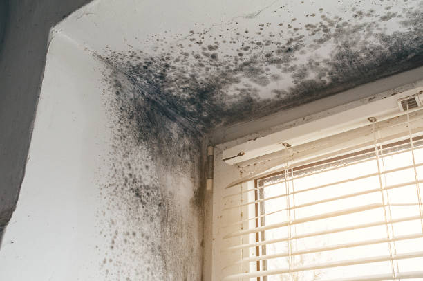 Affordable Black Mold Remediation solutions in Atlantic Beach, NC